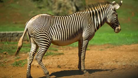 Zebra-Grevy-11