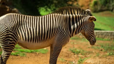 Zebra-Grevy-12