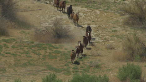 An-Aerial-Of-Wild-Horses-Running-1