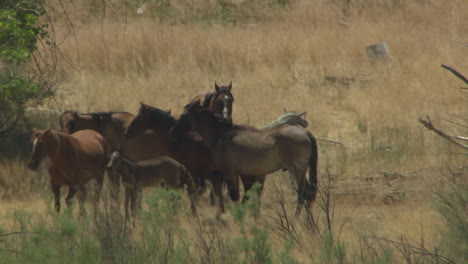 An-Aerial-Of-Wild-Horses-Grazing-In-A-Field