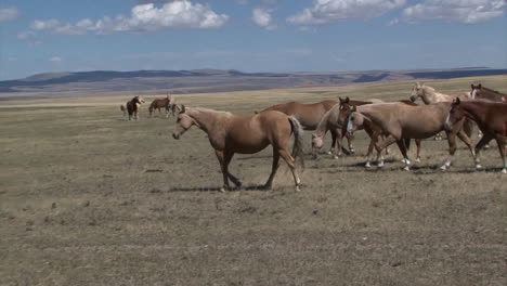 Wild-Horses-Graze-In-Open-Rangeland-In-Wyoming