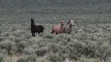 Wild-Horses-Graze-In-Open-Rangeland-In-Wyoming-1