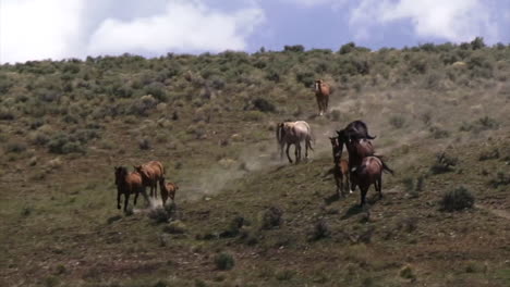 Wild-Horses-Graze-In-Open-Rangeland-In-Wyoming-2