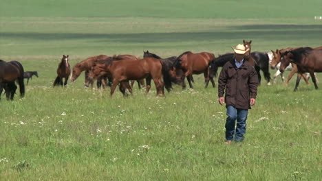 Wild-Horses-Enjoy-Long-Term-Pasture-In-The-Spring-Overseen-By-The-Bureau-Of-Land-Management