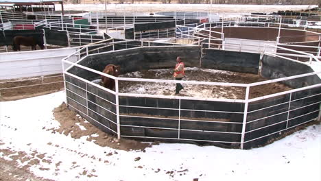 Das-Wildpferde-Häftlingsprogramm-In-Colorado-Domestiziert-Pferde-2