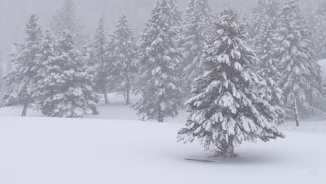 Heavy-Snow-Falls-On-Trees-In-A-Forest-In-Yellowstone-National-Park-1