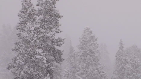 Heavy-Snow-Falls-On-Trees-In-A-Forest-In-Yellowstone-National-Park-2