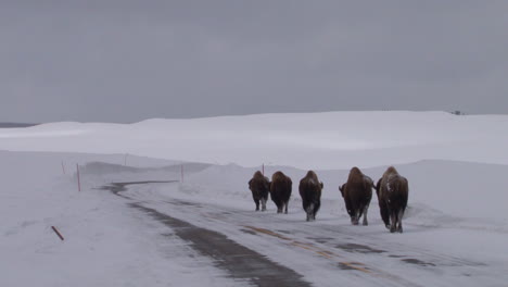 Bison-Buffalo-Graze-And-Walk-In-Yellowstone-National-Park-In-Winter