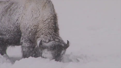 Bison-Buffalo-Graze-And-Walk-In-Yellowstone-National-Park-In-Winter-3