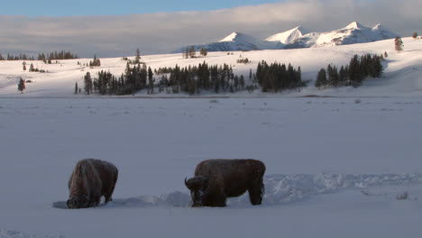 Bison-Buffalo-Graze-And-Walk-In-Yellowstone-National-Park-In-Winter-4