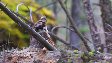 A-Grouse-Sits-On-A-Branch-In-The-Forest