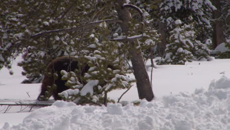 A-Grizzly-Bear-Walks-Through-Deep-Snow-In-Winter