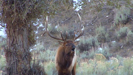 A-Large-Elk-Walks-Through-The-Forest-And-Calls-Out-To-A-Mate-2