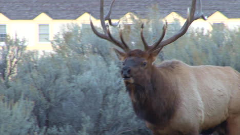 A-Large-Elk-Walks-Through-The-Forest-And-Calls-Out-To-A-Mate-5
