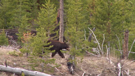 A-Black-Bear-Walks-Through-A-Forest