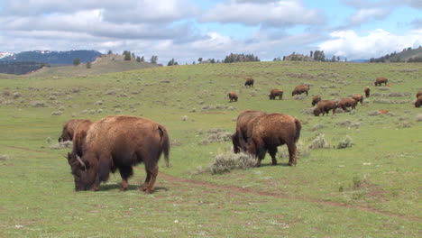 Bison-Buffalo-Graze-And-Walk-In-Yellowstone-National-Park-In-Summer