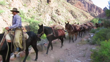 A-Pack-Mule-Team-Navigates-The-Trail-To-The-Bottom-Of-The-Grand-Canyon