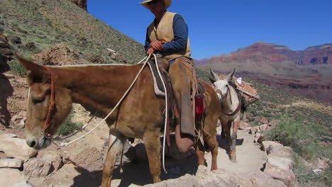 A-Pack-Mule-Team-Navigates-The-Trail-To-The-Bottom-Of-The-Grand-Canyon-1