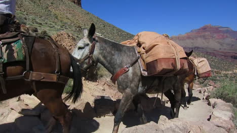 A-Pack-Mule-Team-Navigates-The-Trail-To-The-Bottom-Of-The-Grand-Canyon-2
