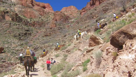 A-Horseback-Riding-Team-Navigates-The-Trail-To-The-Bottom-Of-The-Grand-Canyon-3