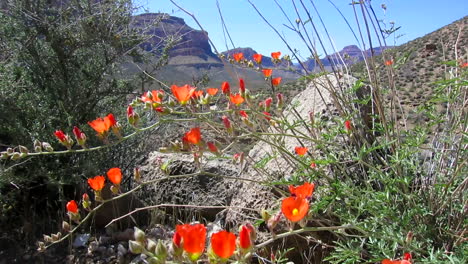 Wildblumen-Wachsen-Im-Amerikanischen-Südwesten