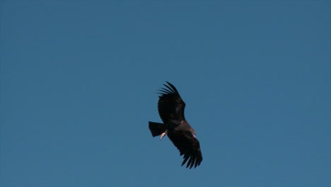 A-Condor-Soars-Over-Grand-Canyon-National-Park-4