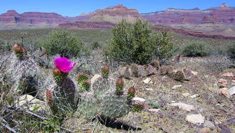 Flores-De-Cactus-Florecen-4