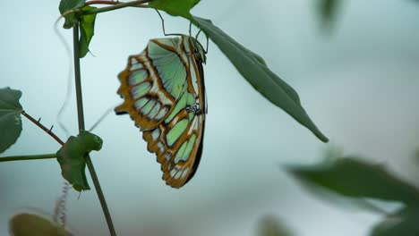 Butterfly-Macro-21