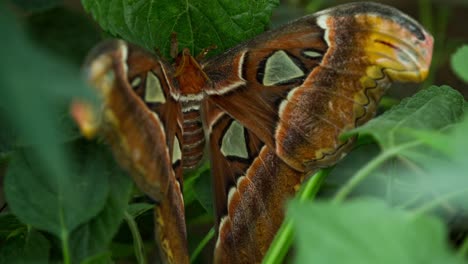 Schmetterlingsmakro-26