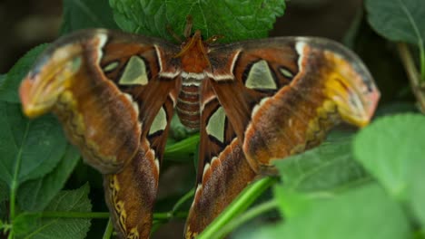 Schmetterlingsmakro-27