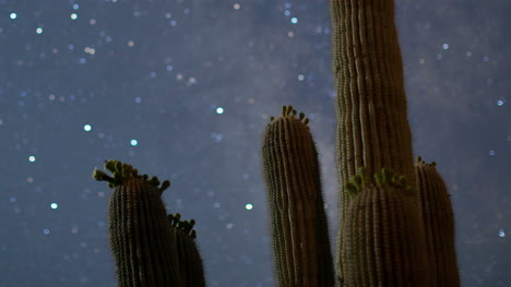 Kaktus-Starlapse3