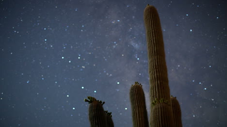 Cactus-Starlapse