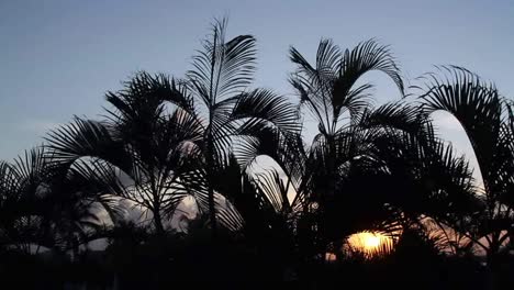 Cancun-Palmen-Sonnenuntergang-1