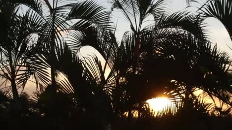 Cancun-Palms-Sunset-3