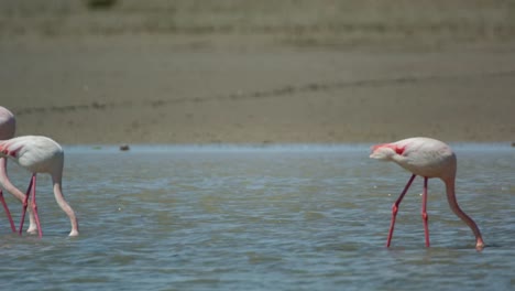 Carmargue-Flamingos-17