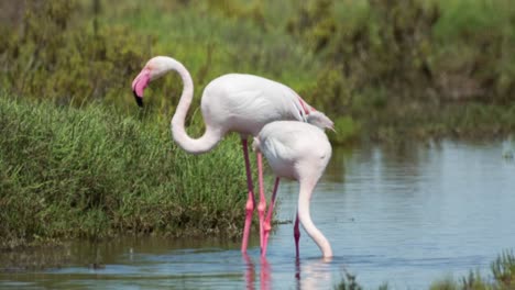 Carmargue-Flamingos-22