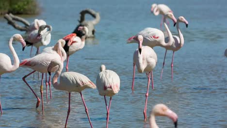 Carmargue-Flamingos-28