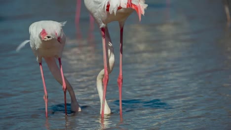 Carmargue-Flamingos-29