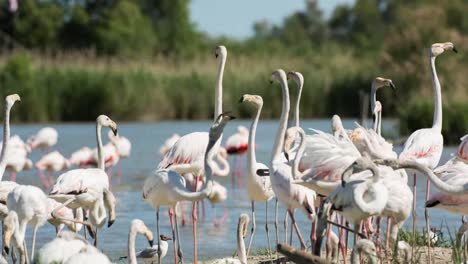 Carmargue-Flamingos-35