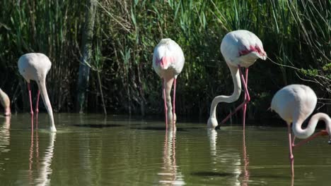 Carmargue-Flamingos-38