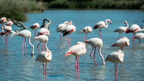 Carmargue-Flamingos-42