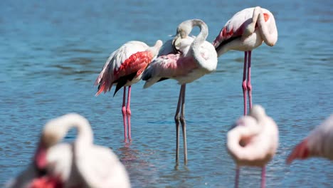 Carmargue-Flamingos-44