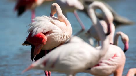 Carmargue-Flamingos-45