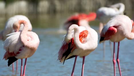 Carmargue-Flamingos-50