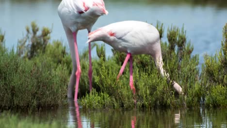 Carmargue-Flamingos-55