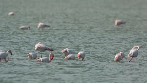 Delta-Flamingos-06