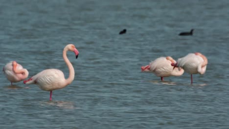 Delta-Flamingos-07