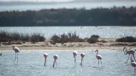 Delta-Flamingos-12