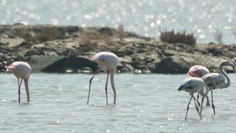 Delta-Flamingos-15