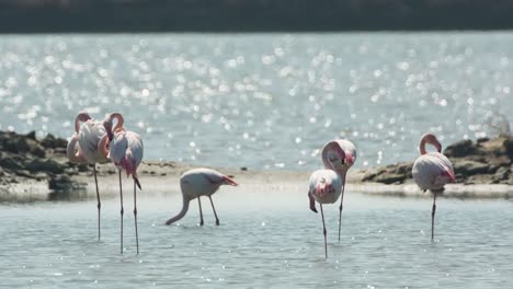 Delta-Flamingos-18